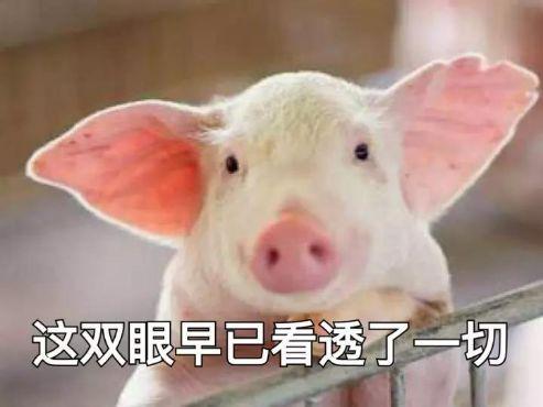 养猪导演爆料视频播放下载  第1张